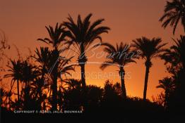 Image du Maroc Professionnelle de  Un fabuleux coucher du soleil sur la palmeraie de Marrakech, juste avant le développement de l'urbanisme de Marrakech, qui a impliqué un très vaste programme croissant de construction. Lundi 19 Août 1997. Youssef ben Tachfine des Almoravides avait crée cette vaste palmeraie sous forme d'oasis irriguée par un réseau de canalisations ancestral souterrain khettara, pour exploiter les nappes phréatiques locales. Ce havre de paix peut être visité en voiture, ou à dos de chameau. (Photo / Abdeljalil Bounhar) 